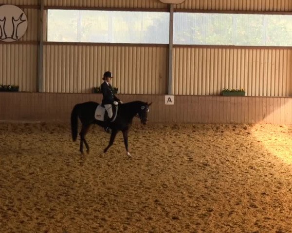 Video of Ginsterhof's Vigoroso