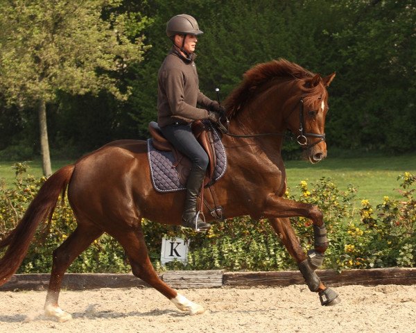broodmare Viva Musica (Westphalian, 2011, from Vitalis)