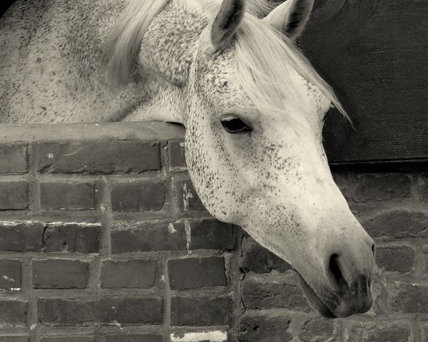 horse Dshamilja ox (Arabian purebred, 1992, from Ibn Mohafez ox)