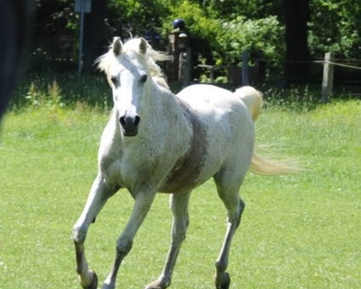 horse Danijar 1990 ox (Arabian purebred, 1990, from Ibn Mohafez ox)