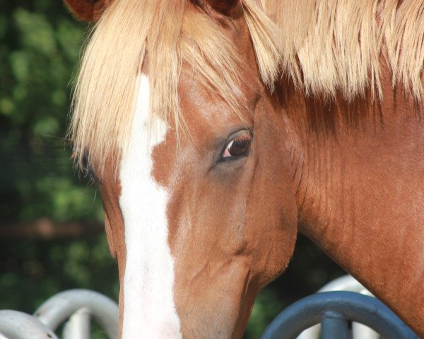 dressage horse Littel Big Gun (German Riding Pony, 2005, from Little Big Man) dressage horse Littel Big Gun (German Riding Pony, 2005, from Little Big Man)