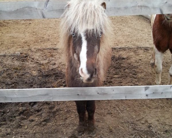 horse Racer (Dt.Part-bred Shetland pony, 2010, from Ramiro)