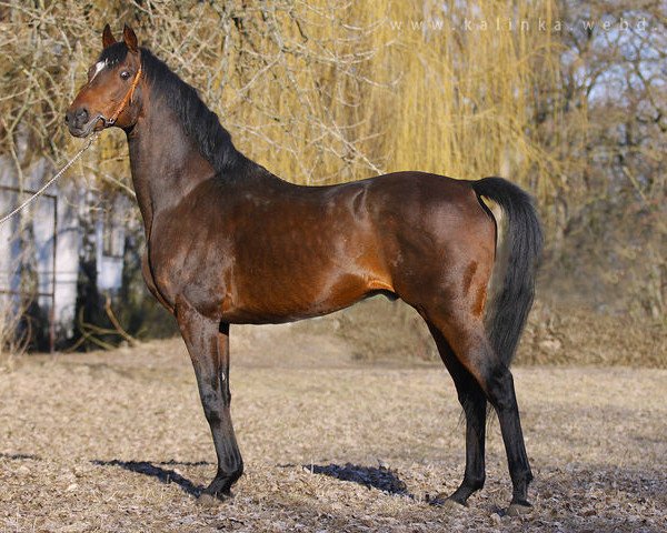 stallion Royal Court xx (Thoroughbred, 1993, from Sadler's Wells xx)