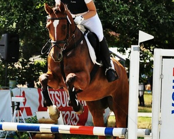 jumper Lara Croft 27 (Oldenburg show jumper, 2004, from Lordanos)