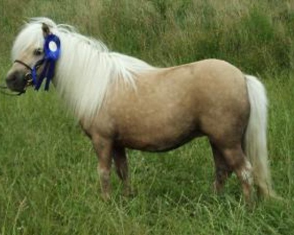 broodmare Kerswell Lottie (Shetland pony (under 87 cm), 1995, from Tyros Storm of Lambridge)