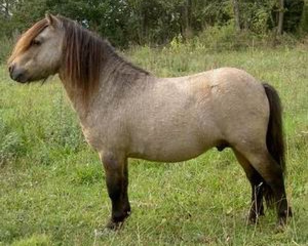 stallion Kerswell Sorcerer (Shetland pony (under 87 cm), 1998, from Kerswell Mistral)