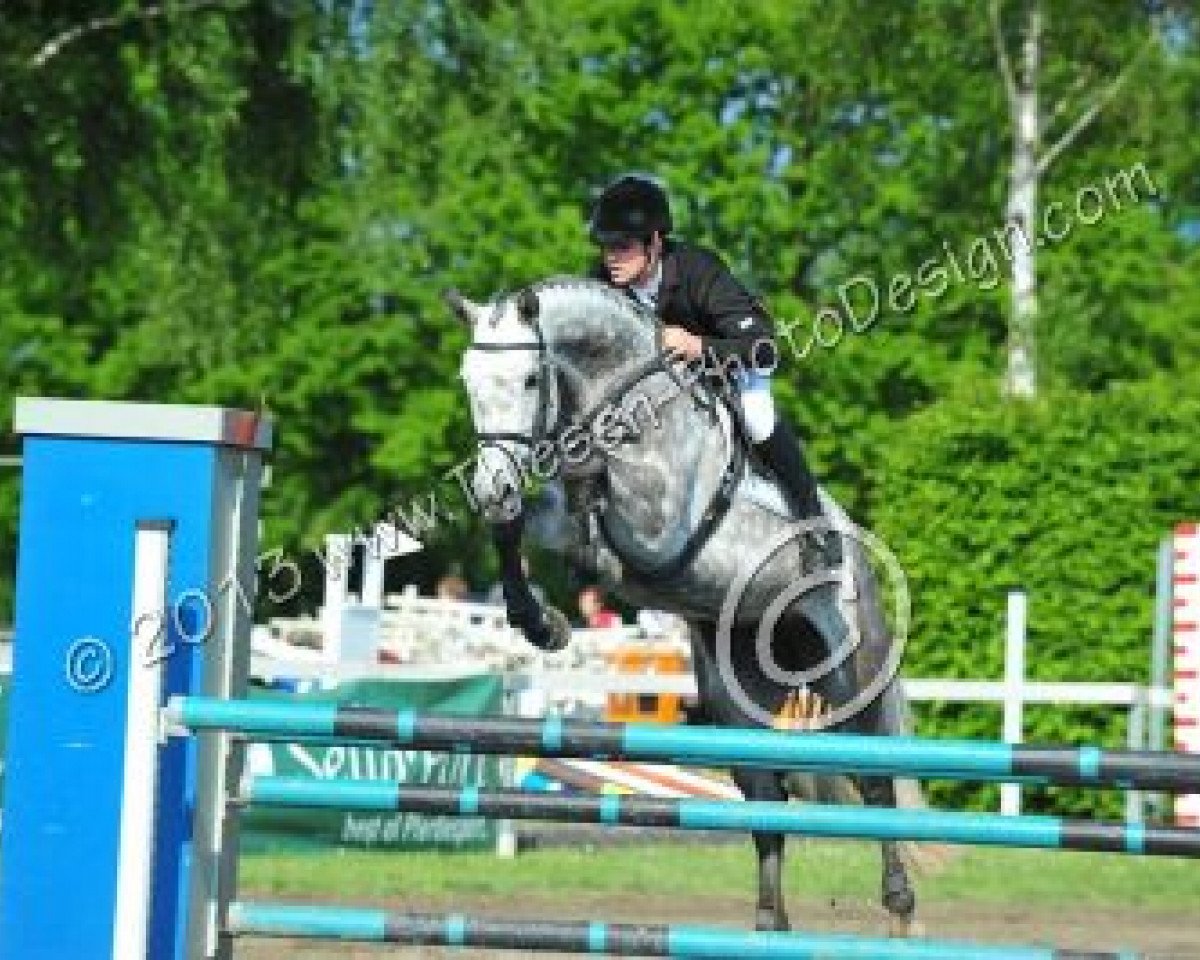 broodmare Cisse 2 (Oldenburg, 2006, from Casir Ask)