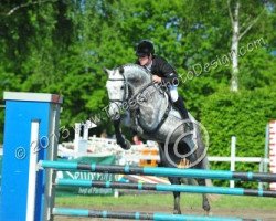 broodmare Cisse 2 (Oldenburg, 2006, from Casir Ask)