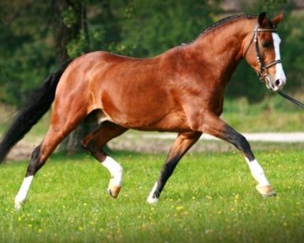 stallion Da Capo (German Riding Pony, 1991, from Durello) stallion Da Capo (German Riding Pony, 1991, from Durello)