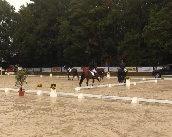 Video of Rosenrot, Samir Stall Kleine Heide, Darya 5