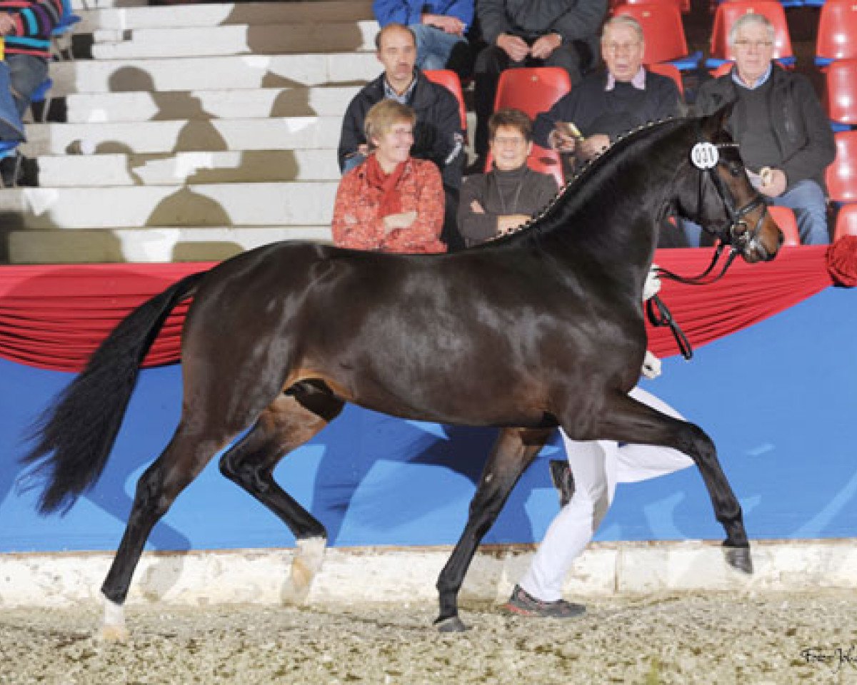 Stallone da monta Call Me Sp WE (Pony da Sella Tedesco, 2010, di Calido G)