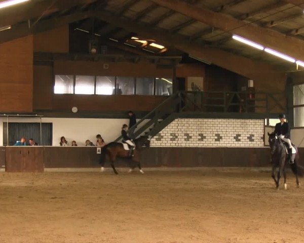 Video von Rubino Royal