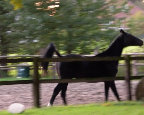 Video of Silvano 107