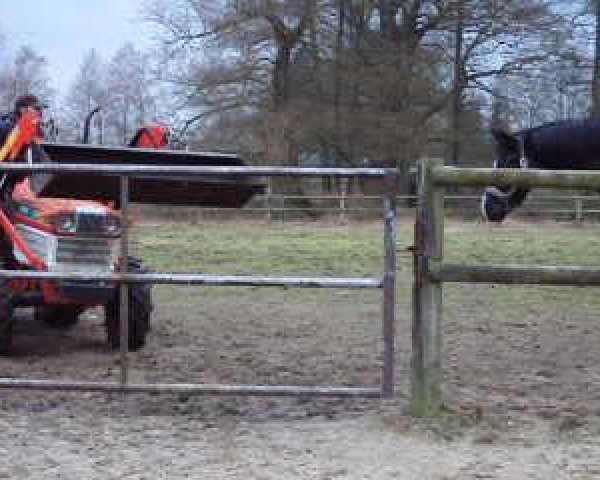 Video of Silvano 107