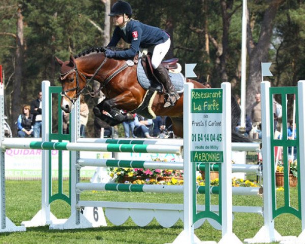Deckhengst Makuna Matata WE (Deutsches Reitpony, 2007, von Machno Carwyn)