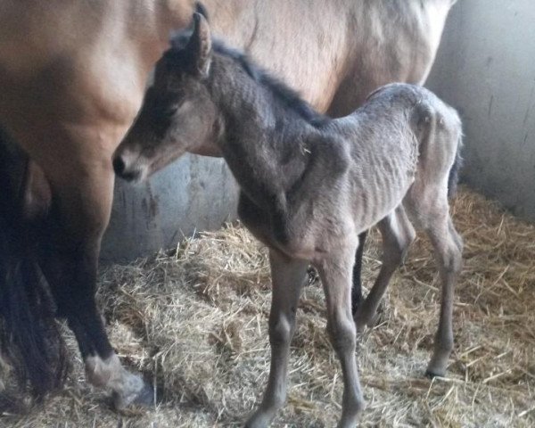 broodmare Alposa's Rheinfee de Luxe (German Riding Pony, 2014, from Rheingold)