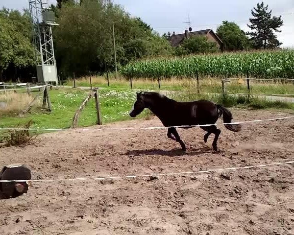Video von Josefine