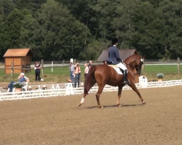 Reitsporttage an der Führser Mühle 22.08.2013
33/2 33/2 Dressurpferdeprfg. Kl.A
