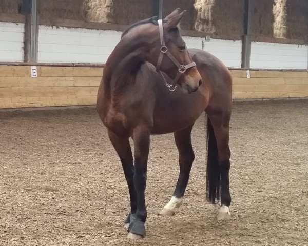 Pferd Vadette (Trakehner, 1995, von Guter Stern)