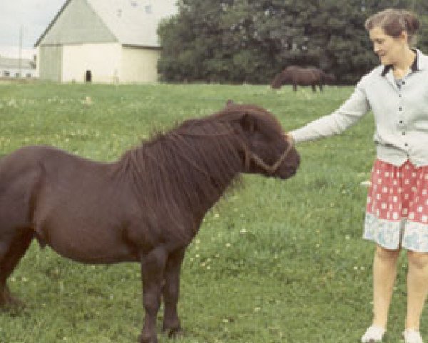stallion Harviestoun Bombshell (Shetland pony (under 87 cm), 1955, from Harviestoun Puck) stallion Harviestoun Bombshell (Shetland pony (under 87 cm), 1955, from Harviestoun Puck)