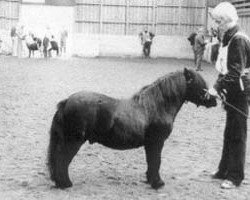 stallion Oxenholm Sergio (Shetland pony (under 87 cm), 1970, from Harviestoun Bombshell)