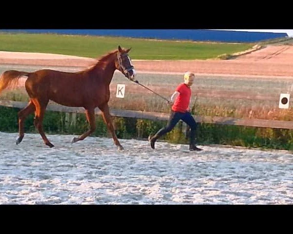 Video of Gavina