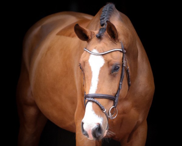 jumper Caliana 5 (Oldenburg show jumper, 2016, from Cooper van de Heffinck)