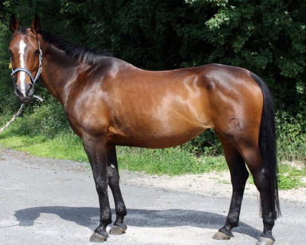 broodmare Sternchen (Hessian Warmblood, 1995, from Sandrissimo)