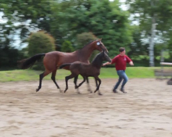 Video of Cera 85