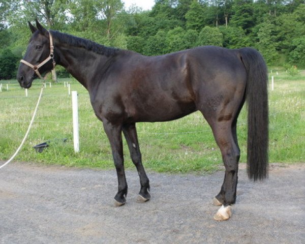 dressage horse Schröder (Hanoverian, 1997, from Singular Joter)