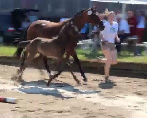 Video von Clitschko