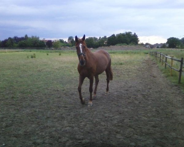 broodmare Rendezvous (Hanoverian, 1993, from Rebel Z I)