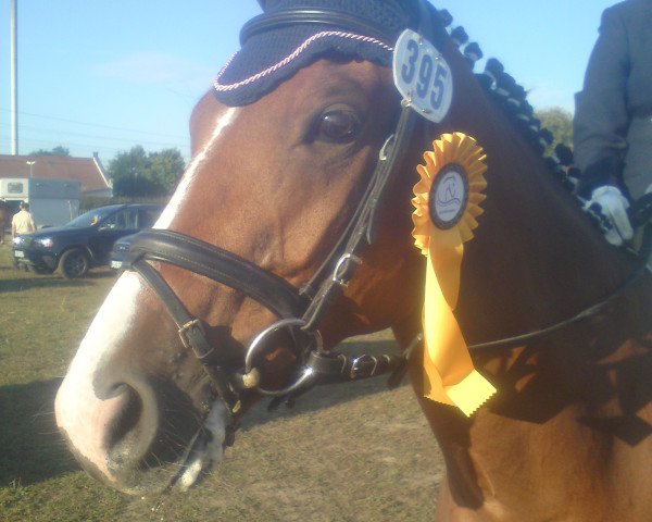 broodmare Shalima Soraya (Polish Warmblood, 2002)