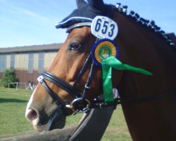 dressage horse Shandro (German Sport Horse, 2007)