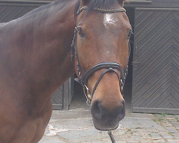 horse Marccain (Westphalian, 1996, from Mon Chèri)