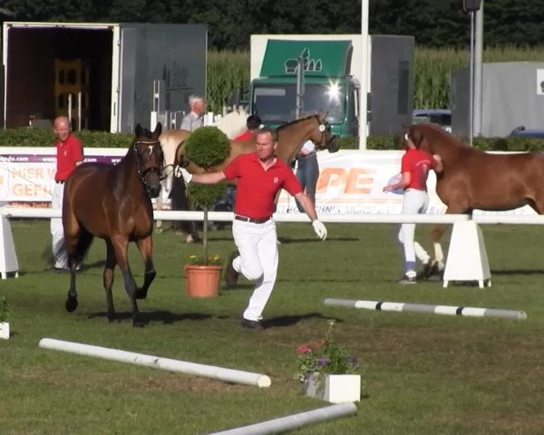 Westfalen-Woche Münster-Handorf Samstag, 27. Juli 2013 46. Westfälische Eliteschau für 3- und 4 j. Reitpony-, Kleinpferde-, Haflinger- und Edelblut-Haflingerstuten