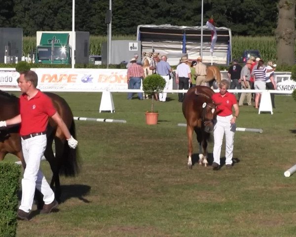 Westfalen-Woche Münster-Handorf Samstag, 27. Juli 2013 46. Westfälische Eliteschau für 3- und 4 j. Reitpony-, Kleinpferde-, Haflinger- und Edelblut-Haflingerstuten