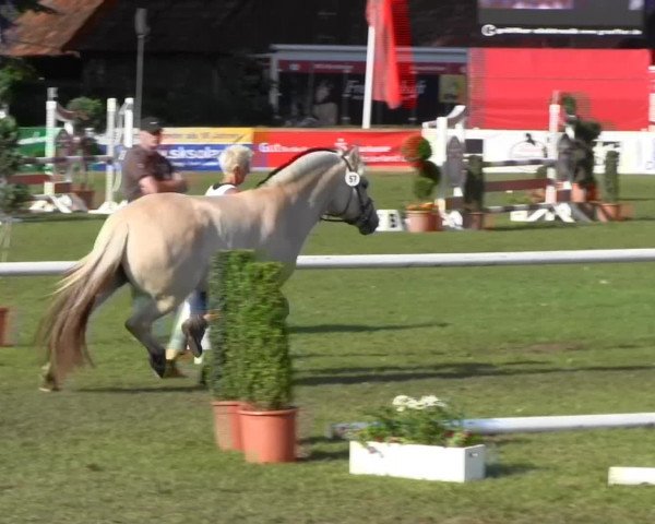 Westfalen-Woche Münster-Handorf Samstag, 27. Juli 2013 46. Westfälische Eliteschau für 3- und 4 j. Reitpony-, Kleinpferde-, Haflinger- und Edelblut-Haflingerstuten