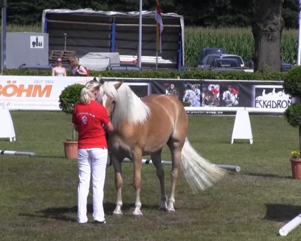 Westfalen-Woche Münster-Handorf Samstag, 27. Juli 2013 46. Westfälische Eliteschau für 3- und 4 j. Reitpony-, Kleinpferde-, Haflinger- und Edelblut-Haflingerstuten
