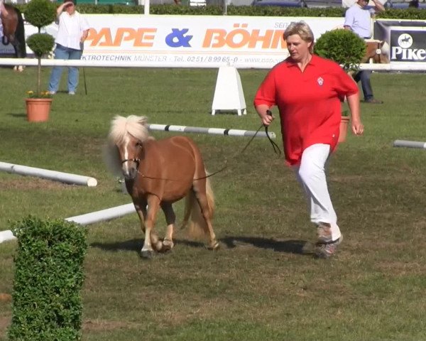 Westfalen-Woche Münster-Handorf Samstag, 27. Juli 2013 46. Westfälische Eliteschau für 3- und 4 j. Reitpony-, Kleinpferde-, Haflinger- und Edelblut-Haflingerstuten