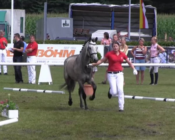 Westfalen-Woche Münster-Handorf Samstag, 27. Juli 2013 46. Westfälische Eliteschau für 3- und 4 j. Reitpony-, Kleinpferde-, Haflinger- und Edelblut-Haflingerstuten  
