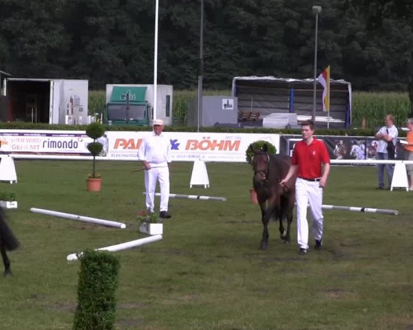 Westfalen-Woche Münster-Handorf Samstag, 27. Juli 2013 46. Westfälische Eliteschau für 3- und 4 j. Reitpony-, Kleinpferde-, Haflinger- und Edelblut-Haflingerstuten  