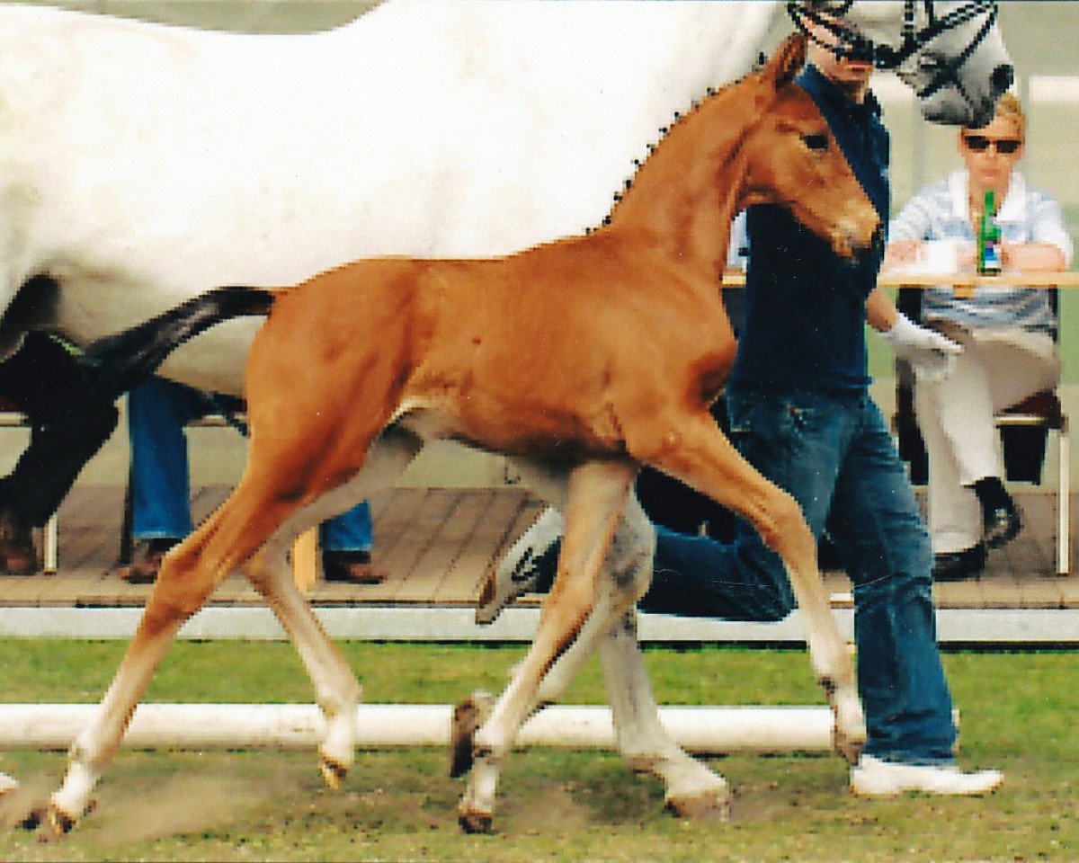 jumper Sir Löwenherz 3 (Oldenburg show jumper, 2007, from Stalypso)
