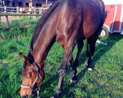 dressage horse Contessina Capriziosa K (Hanoverian, 2009, from Helenenhof's Carabas)