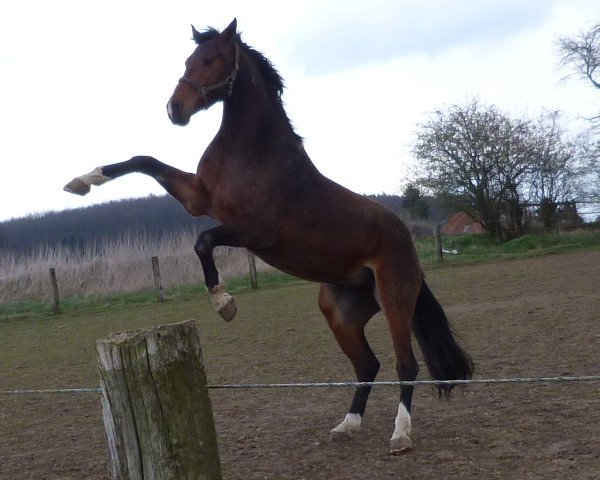 horse Crecido (Oldenburg, 2010, from Cosil)