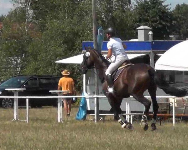 Trakehnerhof Valluhn Vielseitigkeitsturnier
03.-04.08.2013 02 Vielseitigkeitsprüfung KL. L - Springen
