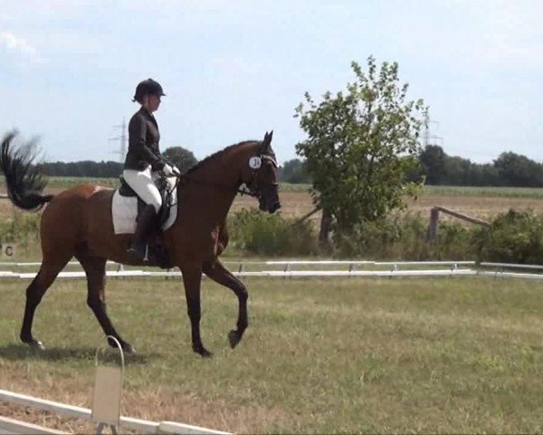Trakehnerhof Valluhn Vielseitigkeitsturnier
03.-04.08.2013 02 Vielseitigkeitsprüfung KL. L - Dressur

