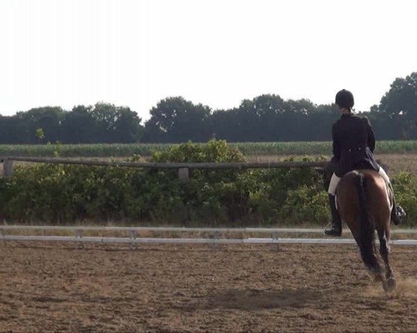 Trakehnerhof Valluhn Vielseitigkeitsturnier
03.-04.08.2013 01 Vielseitigkeitsprüfung KL. A** - Dressur
