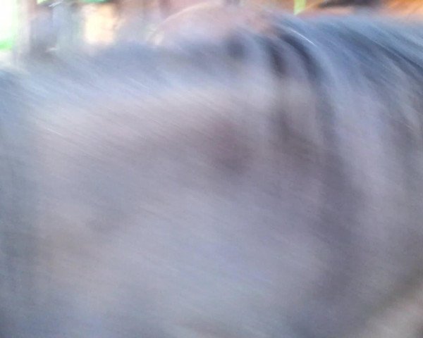 Video of Chirko' s Diva