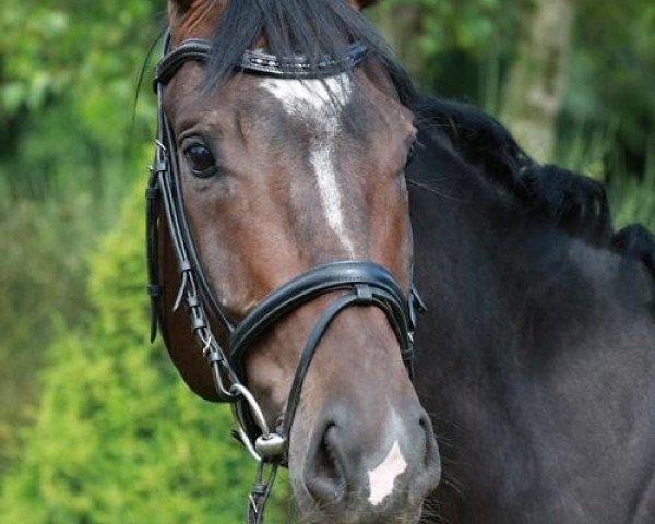 Pferd Wotan BL (Hannoveraner, 2009, von Warkant)